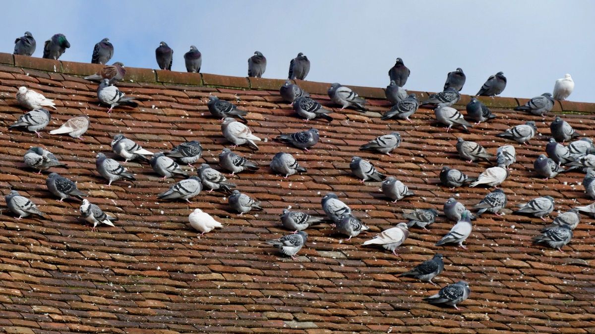Německé město chce zakroutit krkem přemnoženým holubům. Doslova a ručně